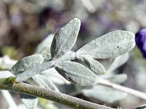 Fremont's Dalea (Psorothamnus fremontii)