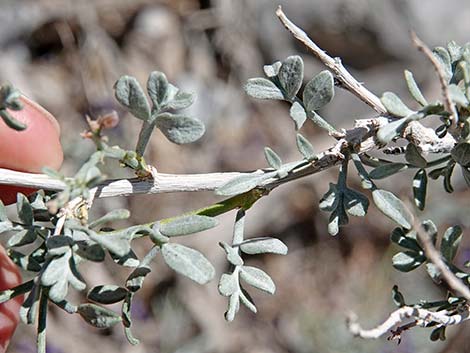 Fremont's Dalea (Psorothamnus fremontii)