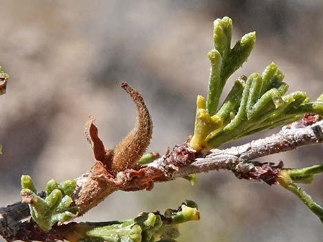 Desert Bitterbrush (Purshia glandulosa)