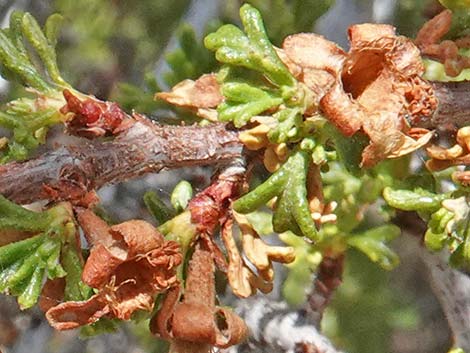 Desert Bitterbrush (Purshia glandulosa)