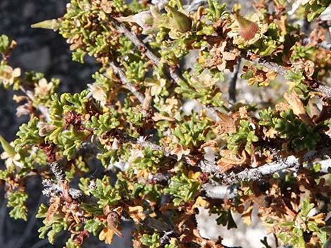 Desert Bitterbrush (Purshia glandulosa)