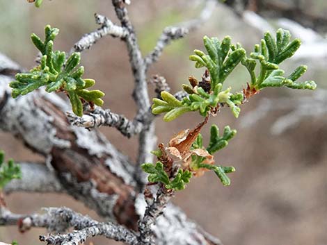 Desert Bitterbrush (Purshia glandulosa)