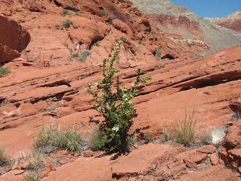 Stansbury Cliffrose (Purshia stansburiana)