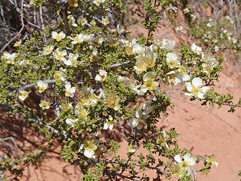 Stansbury Cliffrose (Purshia stansburiana)