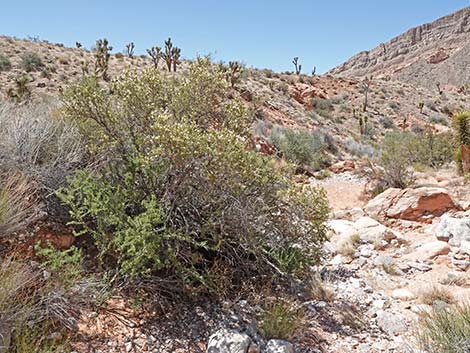 Stansbury Cliffrose (Purshia stansburiana)