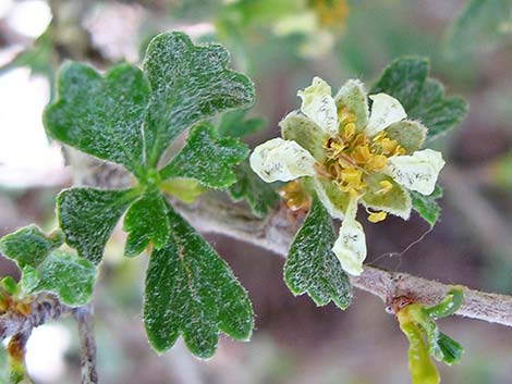 Antelope Bitterbrush (Purshia tridentata)