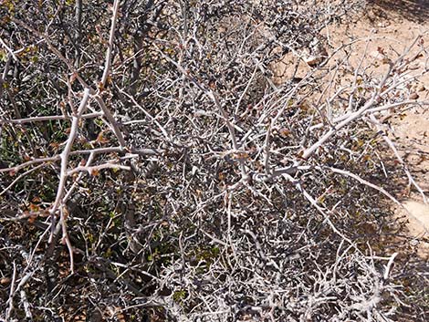 Skunkbush Sumac (Rhus trilobata)