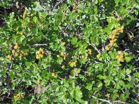 Skunkbush Sumac (Rhus trilobata)