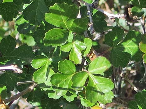 Skunkbush Sumac (Rhus trilobata)