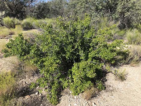 Skunkbush Sumac (Rhus trilobata)