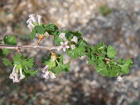 Wax Currant (Ribes cereum)