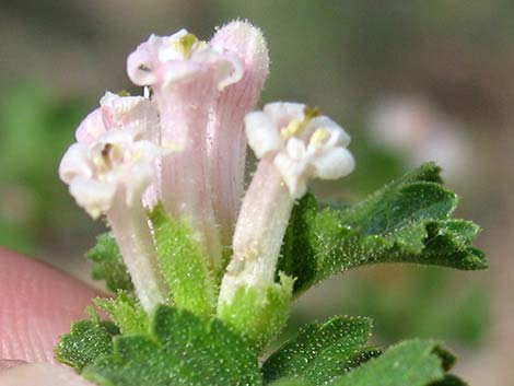 Wax Currant (Ribes cereum)