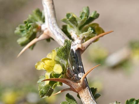 Desert Gooseberry (Ribes velutinum)