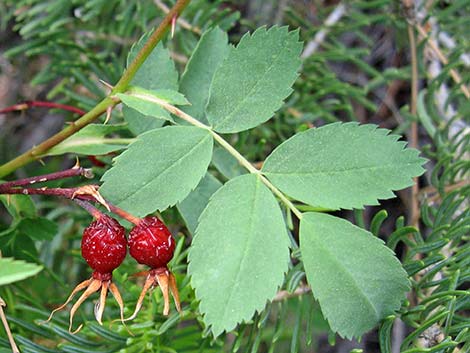 Wild Rose (Rosa woodsii)