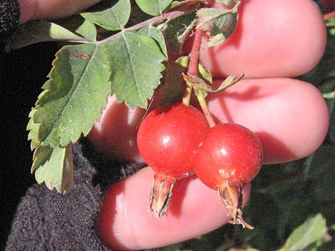 Wild Rose (Rosa woodsii)