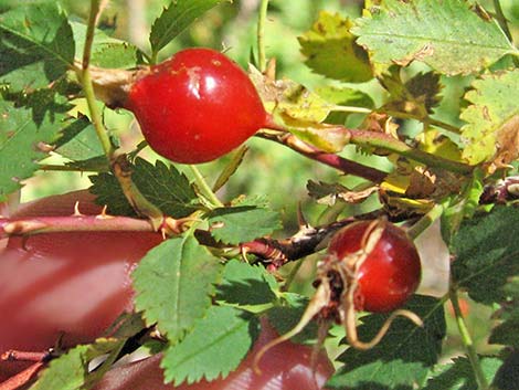 Wild Rose (Rosa woodsii)