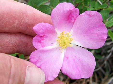 Wild Rose (Rosa woodsii)