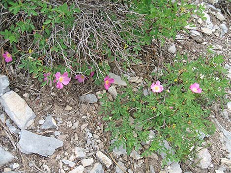 Wild Rose (Rosa woodsii)