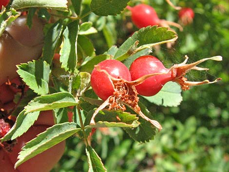 Wild Rose (Rosa woodsii)