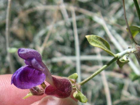 Mexican Bladdersage (Salazaria mexicana)