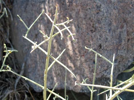 Mexican Bladdersage (Salazaria mexicana)