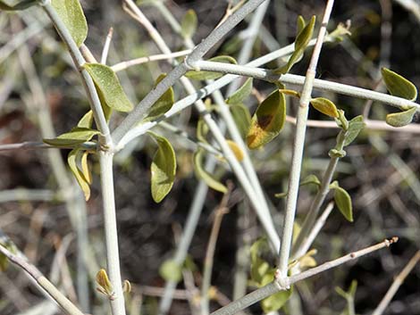 Mexican Bladdersage (Salazaria mexicana)