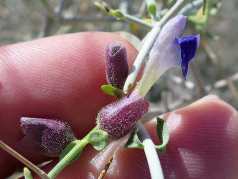 Mexican Bladdersage (Salazaria mexicana)