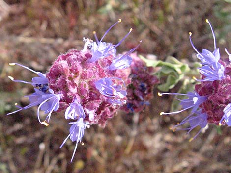 Purple Sage (Salvia dorrii)