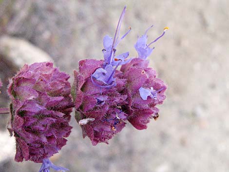 Purple Sage (Salvia dorrii)