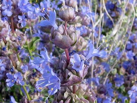 Purple Sage (Salvia dorrii)