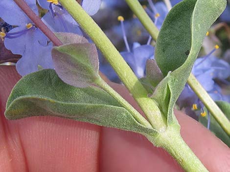 Purple Sage (Salvia dorrii)