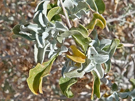 Purple Sage (Salvia dorrii)