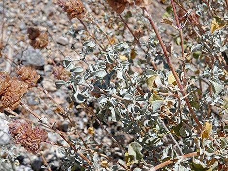 Purple Sage (Salvia dorrii)