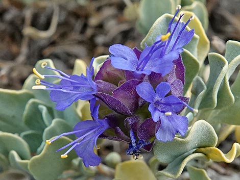 Mt. Charleston Purple Sage (Salvia dorrii dorrii var. clokeyi)