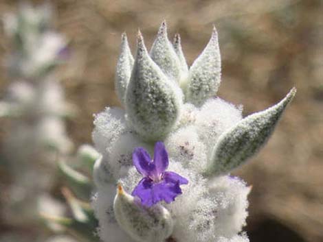 Death Valley Sage (Salvia funerea)