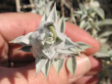 Death Valley Sage (Salvia funerea)