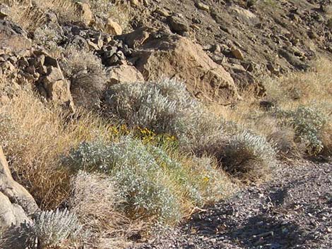 Death Valley Sage (Salvia funerea)