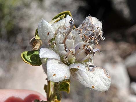 Mojave Sage (Salvia mohavensis)