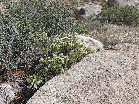 Mojave Sage (Salvia mohavensis)