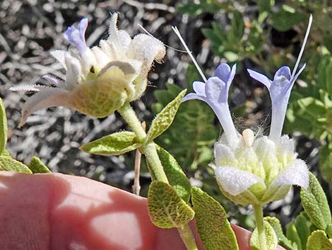 Mojave Sage (Salvia mohavensis)