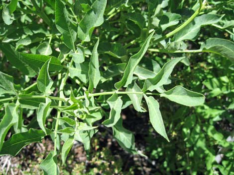 Blue Elderberry (Sambucus nigra)