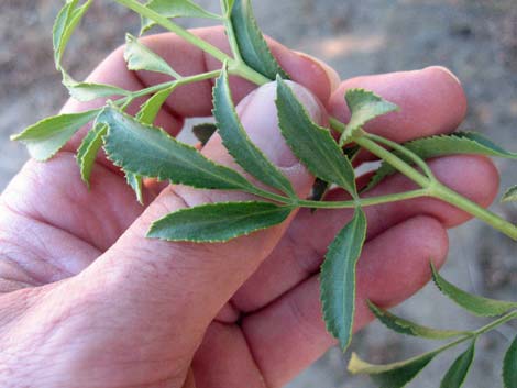 Blue Elderberry (Sambucus nigra)