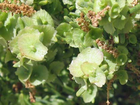 Greasewood (Sarcobatus vermiculatus)