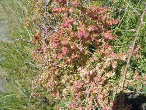 Greasewood (Sarcobatus vermiculatus)