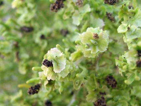 Greasewood (Sarcobatus vermiculatus)