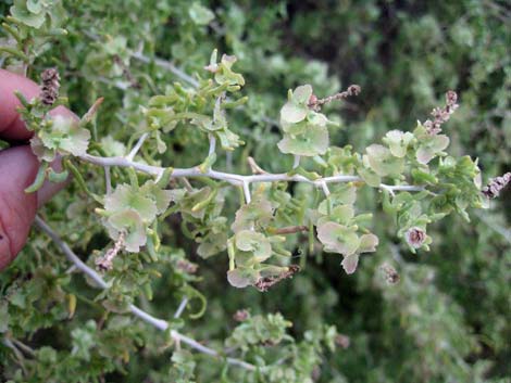 Greasewood (Sarcobatus vermiculatus)