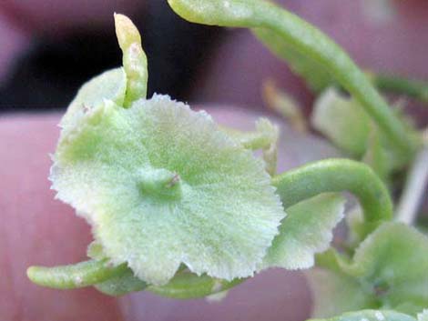 Greasewood (Sarcobatus vermiculatus)