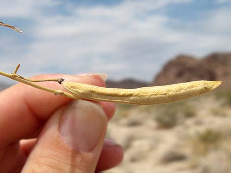 Desert Senna (Senna armata)