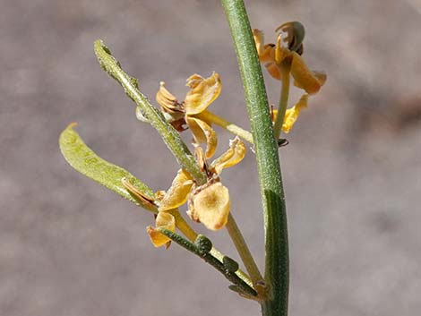 Desert Senna (Senna armata)