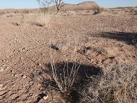 Desert Globemallow (Sphaeralcea ambigua)